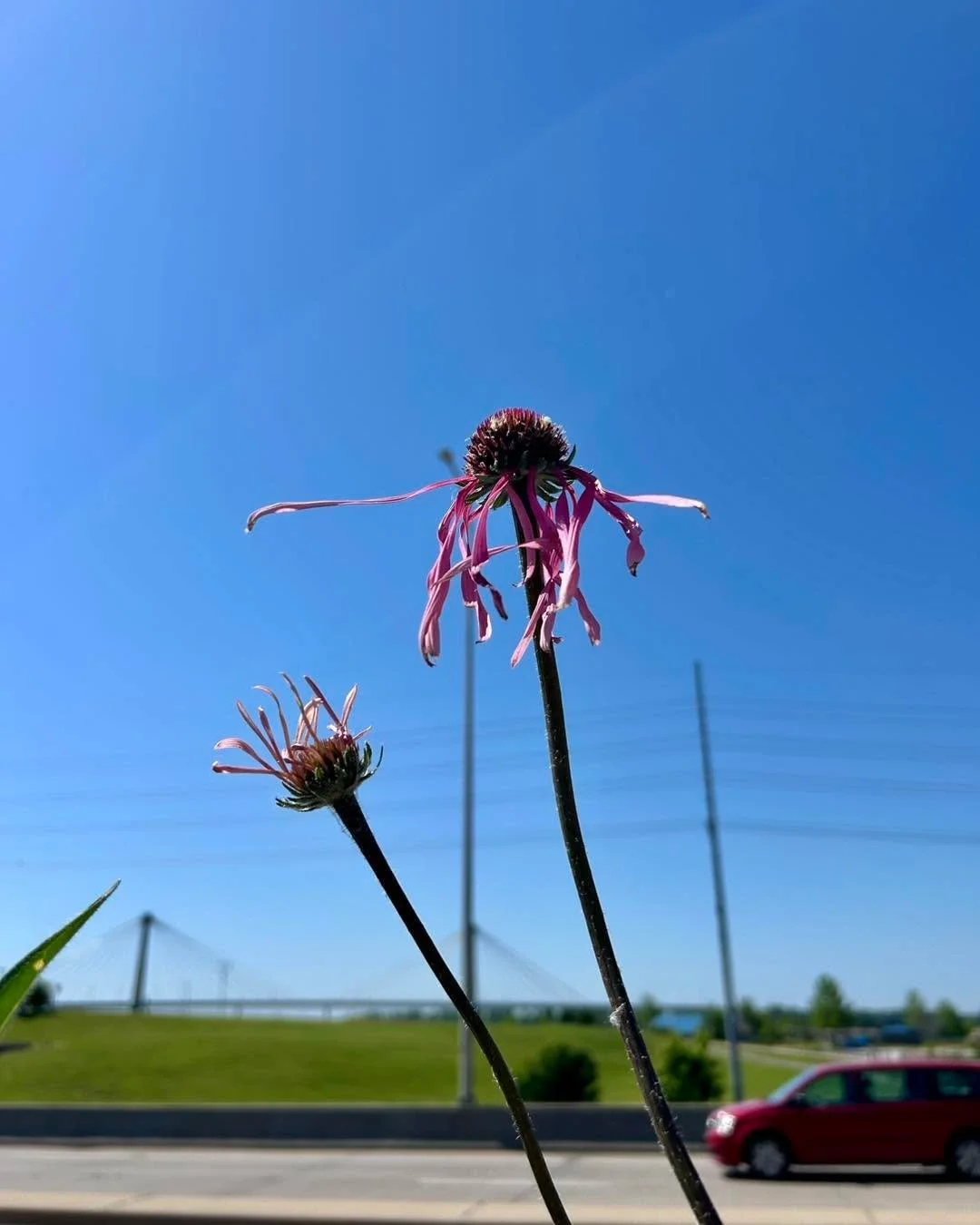 Feeling a little like this flower after Mother&rsquo;s Day weekend?  Us too!

Come us for Happy Hour, it should fix you right up.

Tue-Wed
3-6
$4 beer
$5 wine
$7 mules
$9.50 double smashburger and fries