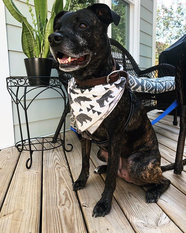 Thankful for this handsome boy #happynationaldogday #cutie #pitbullsofinstagram