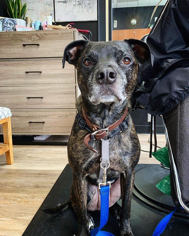 Brady got to go to work with me for the day to hang with his auntie @cbrookesmith 💕💕
•
•
•
•
Also - - I spy a @durrett_designs custom painting of B in the corner 👀 If you haven’t checked out her amazing artwork, you are missing out and need to ASAP!!