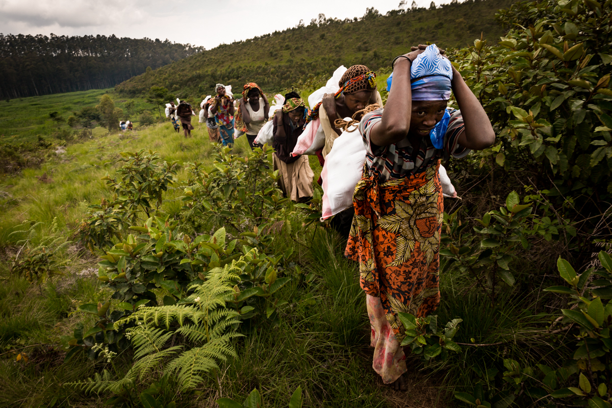 A survey conducted in two districts surrounding Bukavu in the Democratic Republic of Congo (DRC) found women in rural areas spend an average of eight to nine hours per day doing agricultural work, three to four hours performing domestic work and two hours fetching water and gathering firewood. Though expected to cover most household expenses, women do not have equal land rights, are often restricted to selling lower value produce and have little access to farming resources, training and markets. As one stated: “The woman is seen only as a producer or a worker for the family. The whole weight of the family hangs over her because she works more than the man…the woman is a tractor.” In these outlying districts women work from sun up to sun down and make approximately $1.25 per day. Though pay is low and the labor strenuous, the women agreed they’re still grateful because the opportunity to work allows them to educate and feed their children.