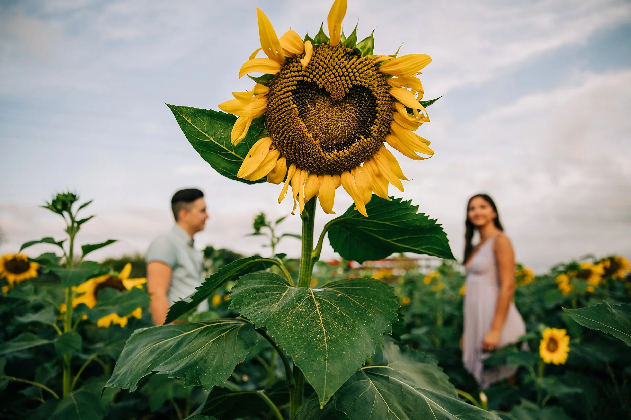 sunflower-field-engagement-session-nj_0010.jpg