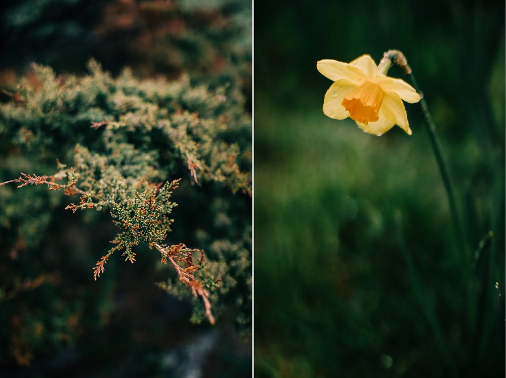 03_mystical forest engagement session.jpg