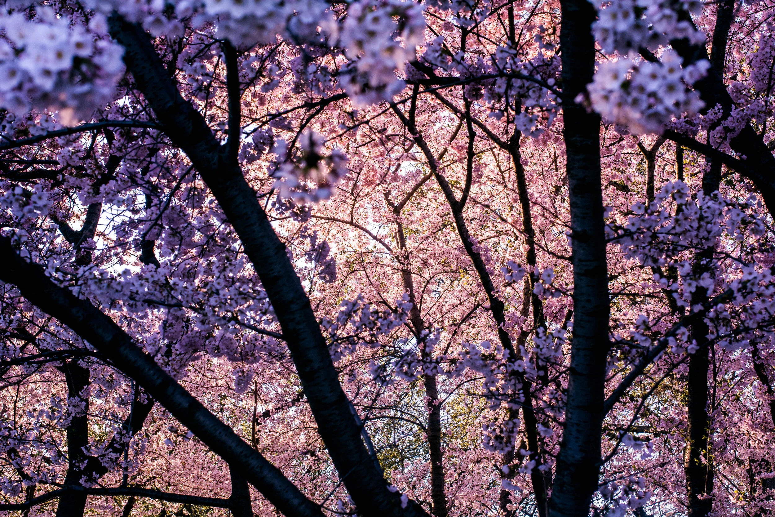 DSC_1438.jpg