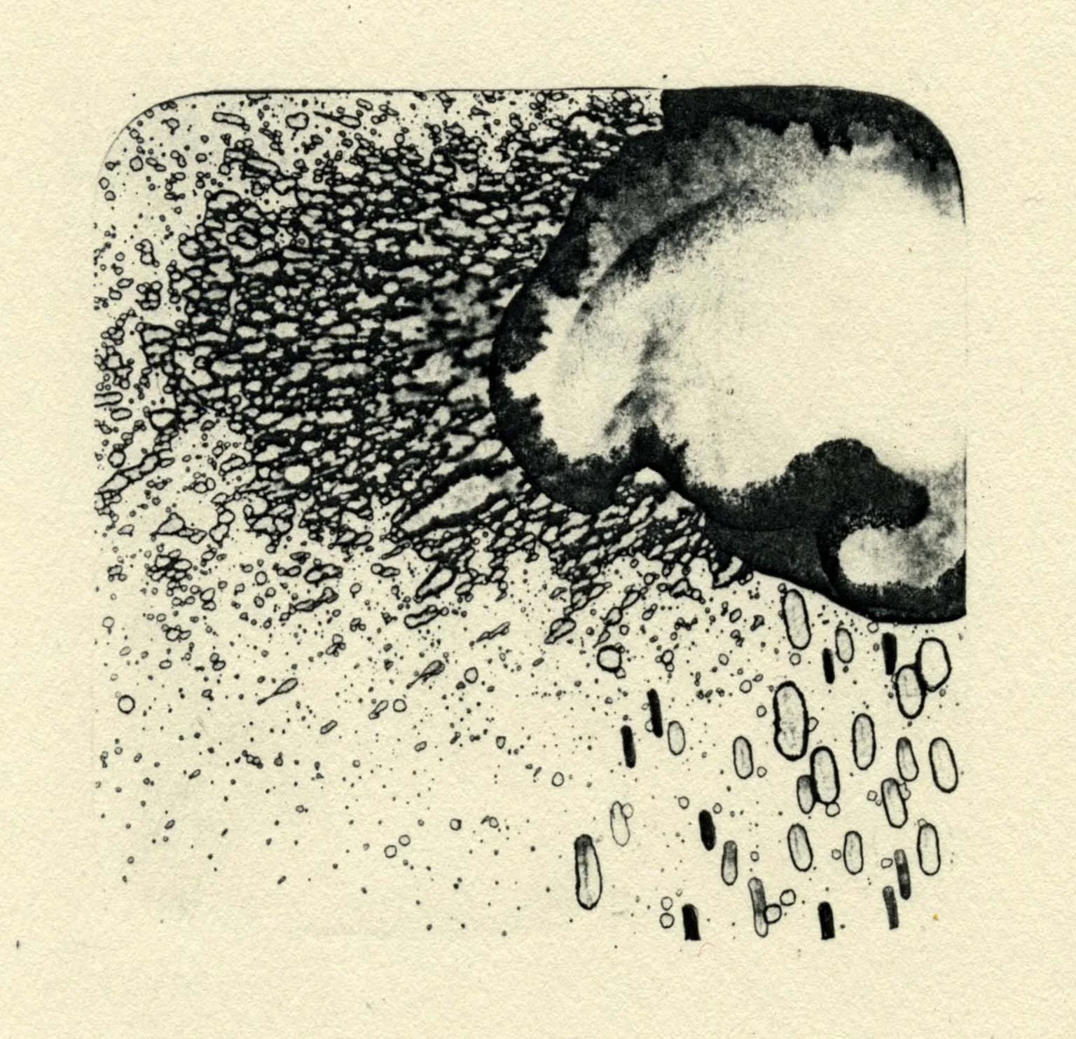 300 Octopuses (Microscopic print series ), editionable transfer, 5x5” edition of 14