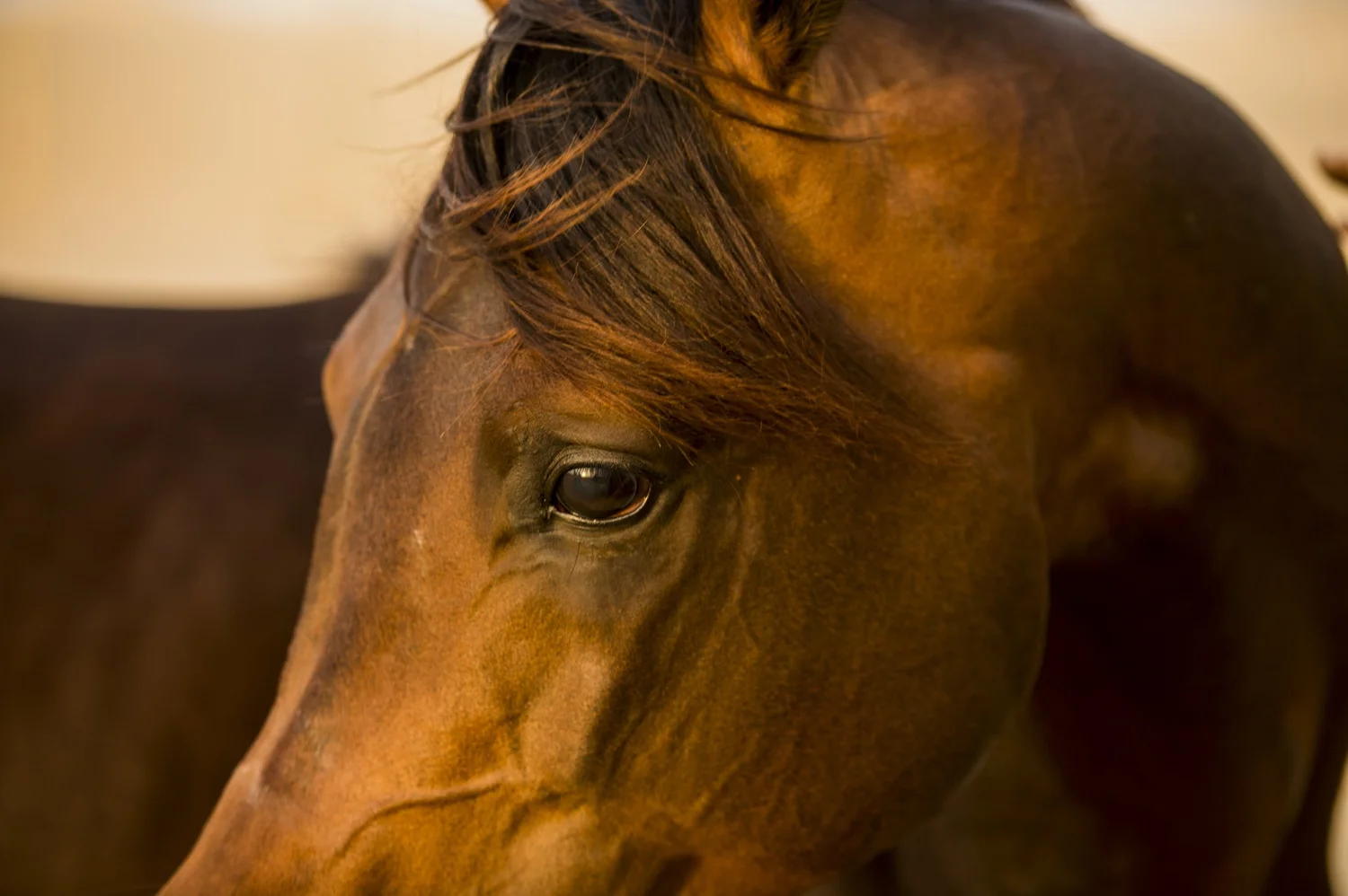 Horse portrait — present, aware, honest