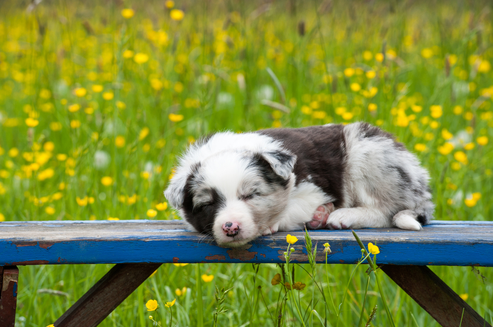 How to choose the right dog harness — Happy Tails Dog Training