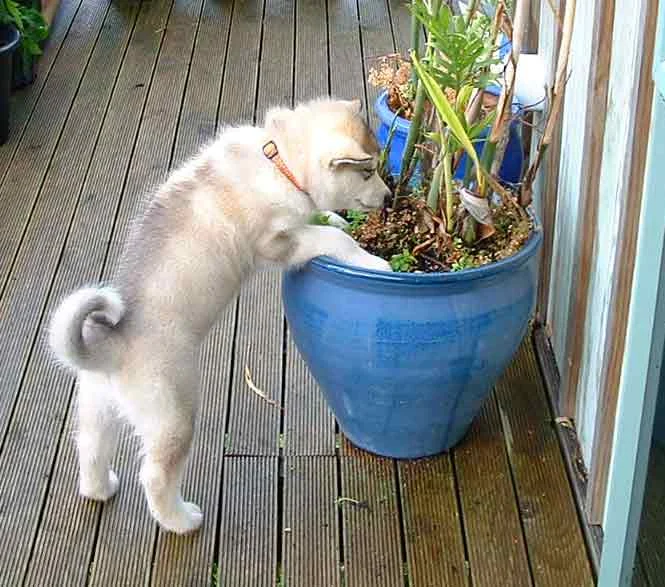 This puppy is digging in a pot plant
