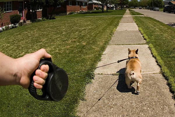 A dog is walking on a flexi leash