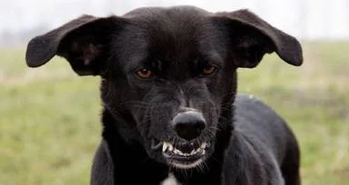 dog-growling.jpg