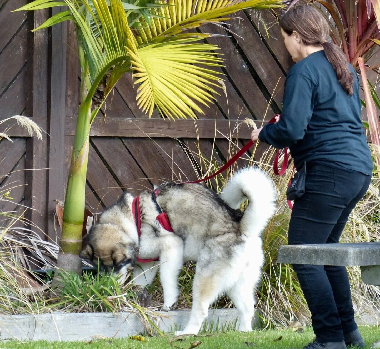 k9 nosework classes near me