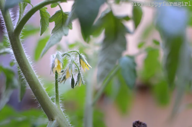 tomatocityhippyfarmgirl