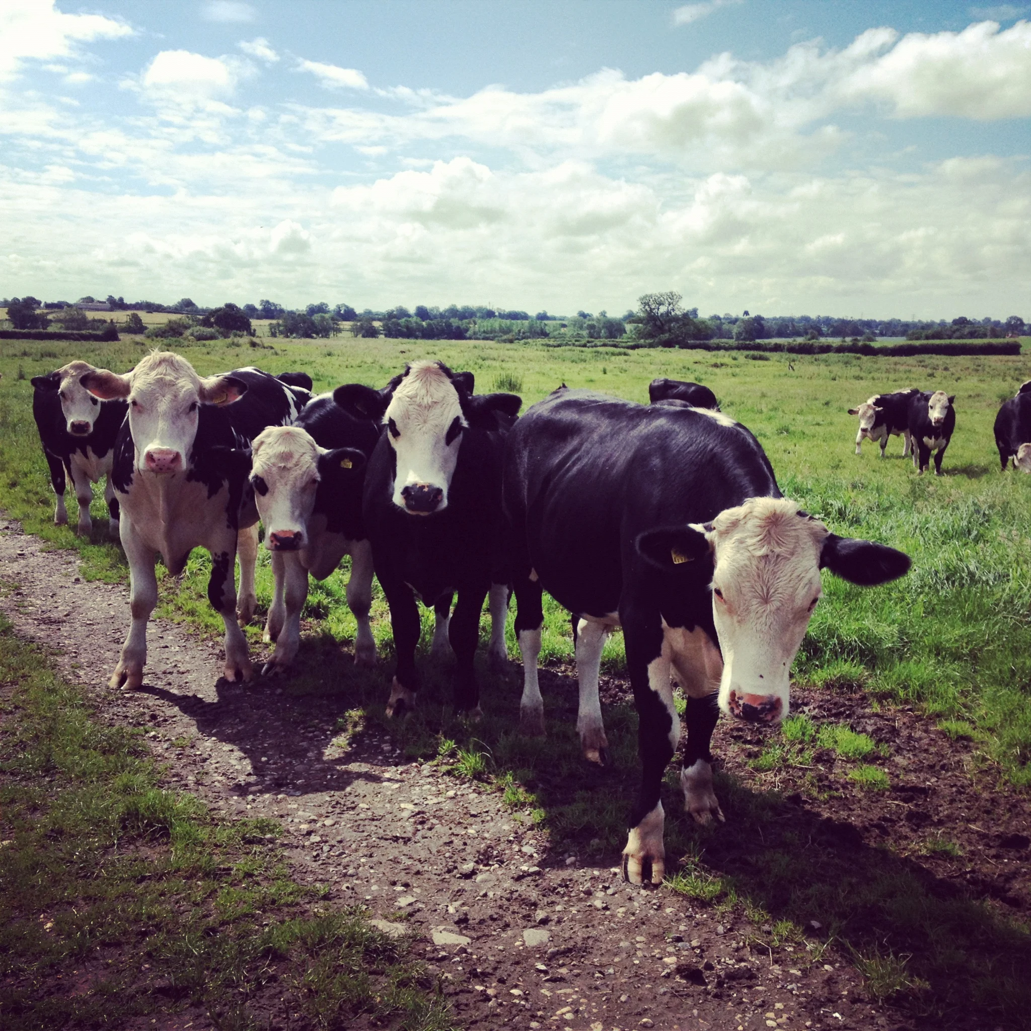 Conscious consumerism: To eat meat, or not to eat meat?