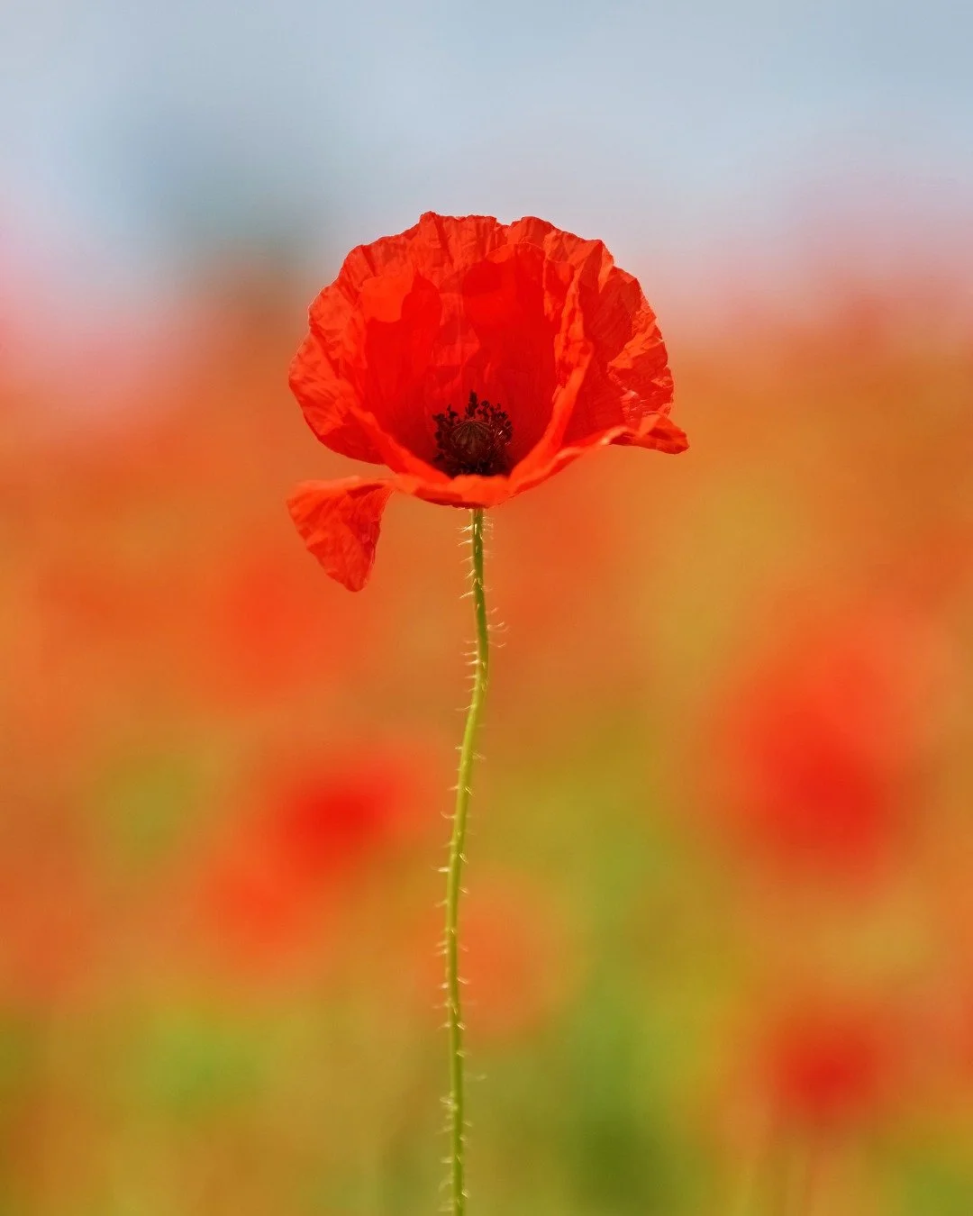 &ldquo;At the going down of the sun and in the morning, we will remember them.&rdquo;

Today, our studio is a space for quiet reflection. Whether you are joining us for a flow or taking a moment of silence at home, we invite you to breathe in gratitu