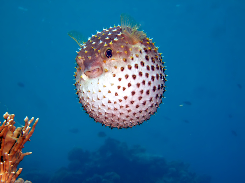 The Nuvigreen team: No inflated egos or prickly personalities, just people with creativity, passion and humor! (We mean no offense to the humble porcupine fish...!)