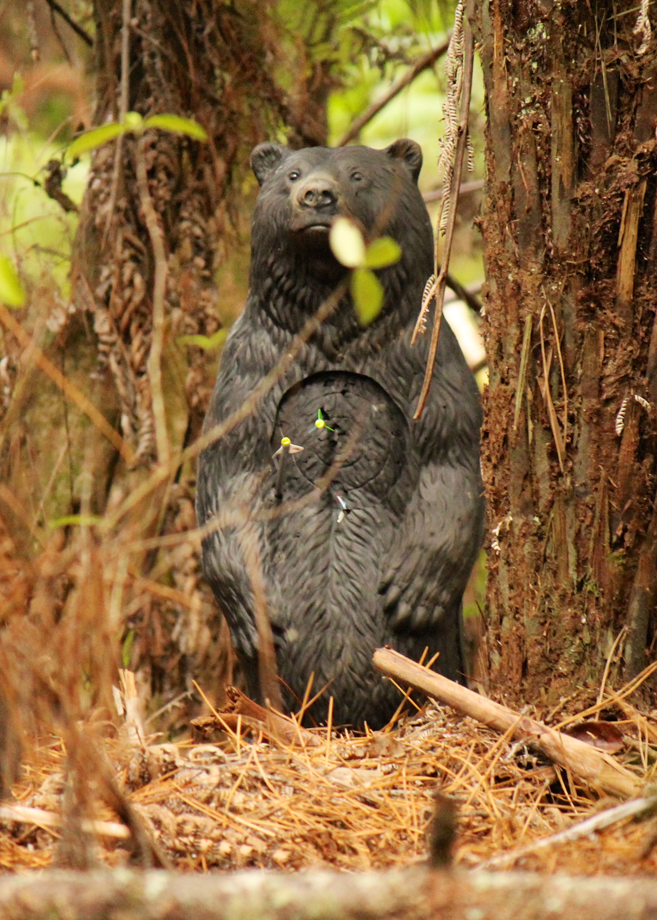 3D Black Bear