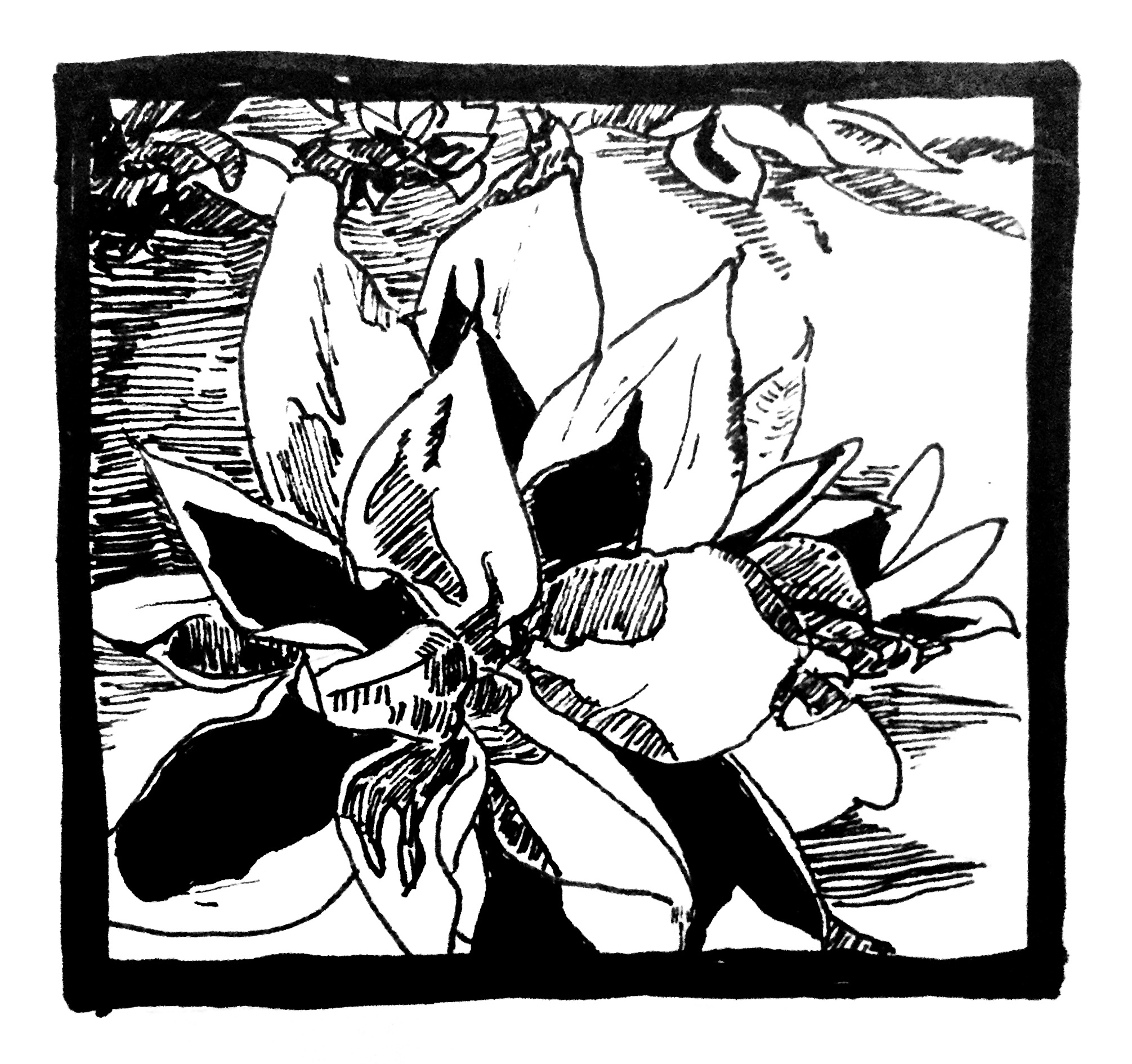 Plants in California: Agave