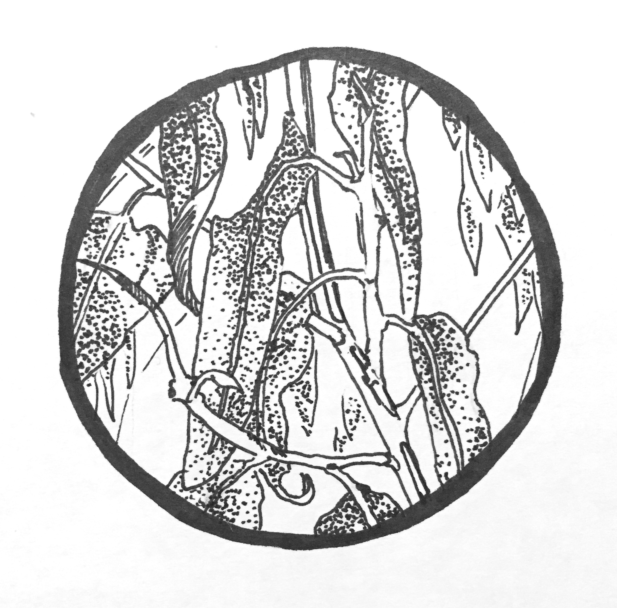 Plants in California: Eucalyptus