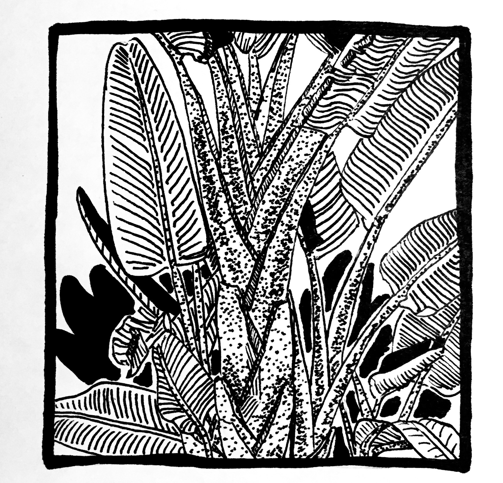 Plants in California: Giant Bird of Paradise