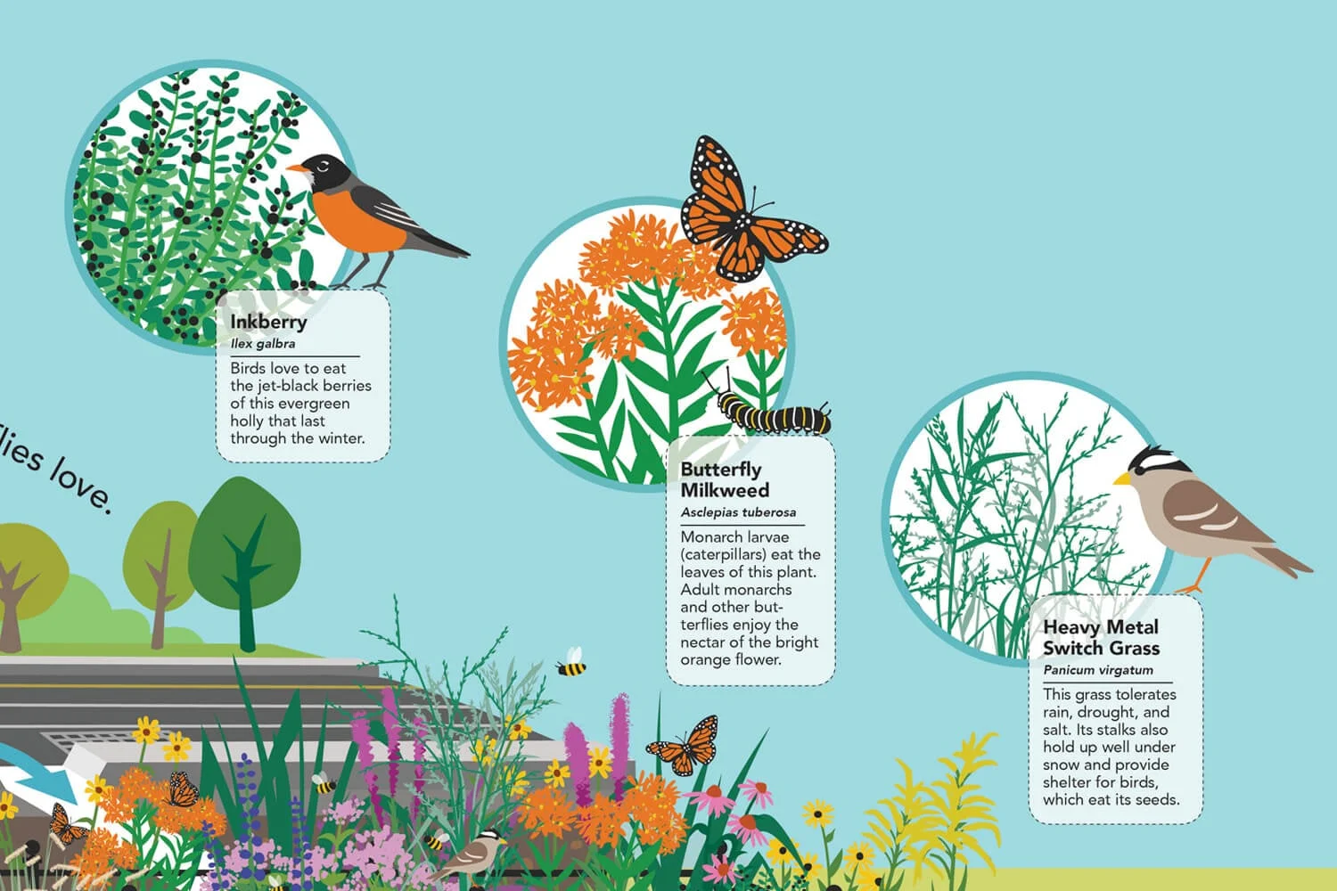 Bioswale illustration_detail 04