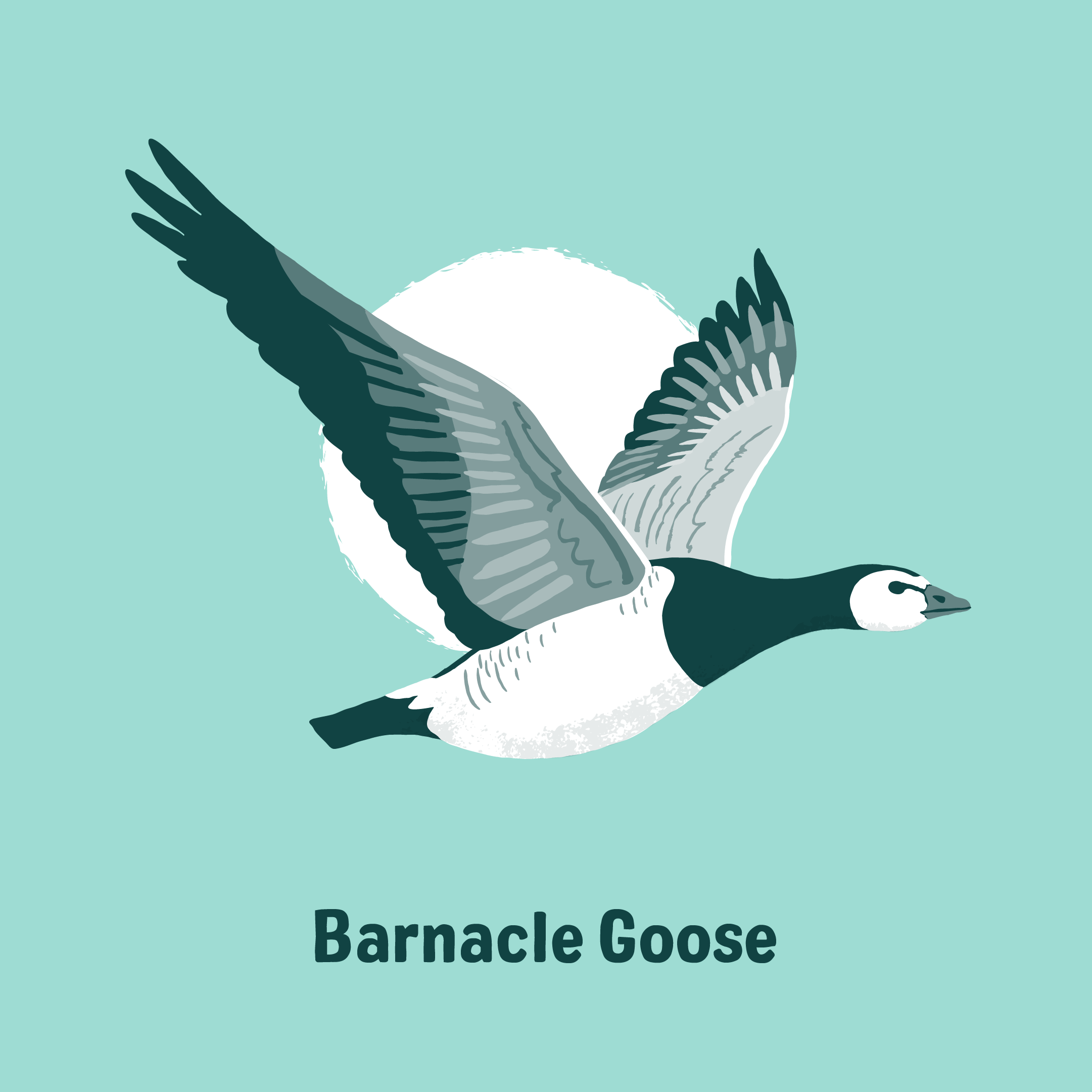 1barnacle goose@2x.png