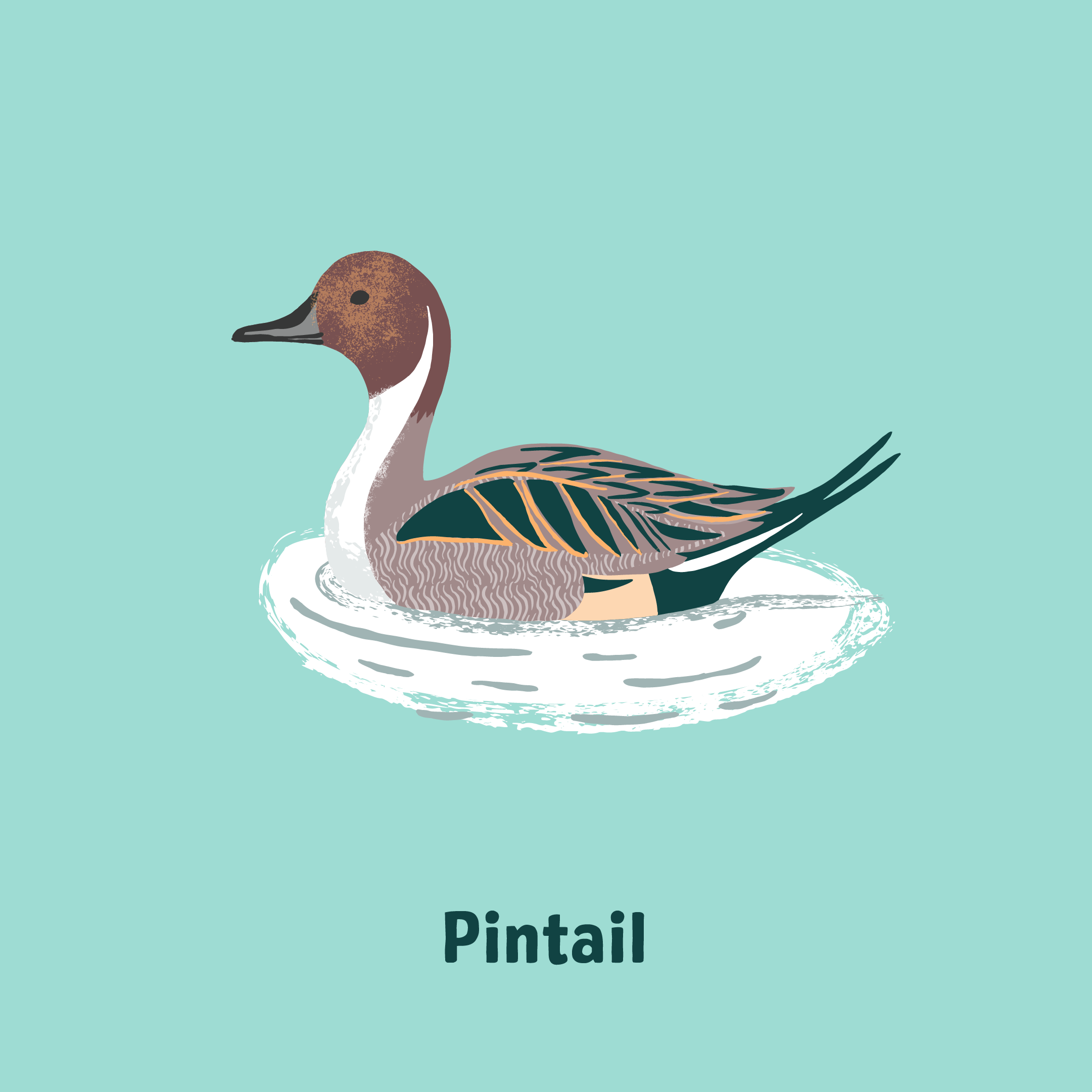 6pintail@2x.png