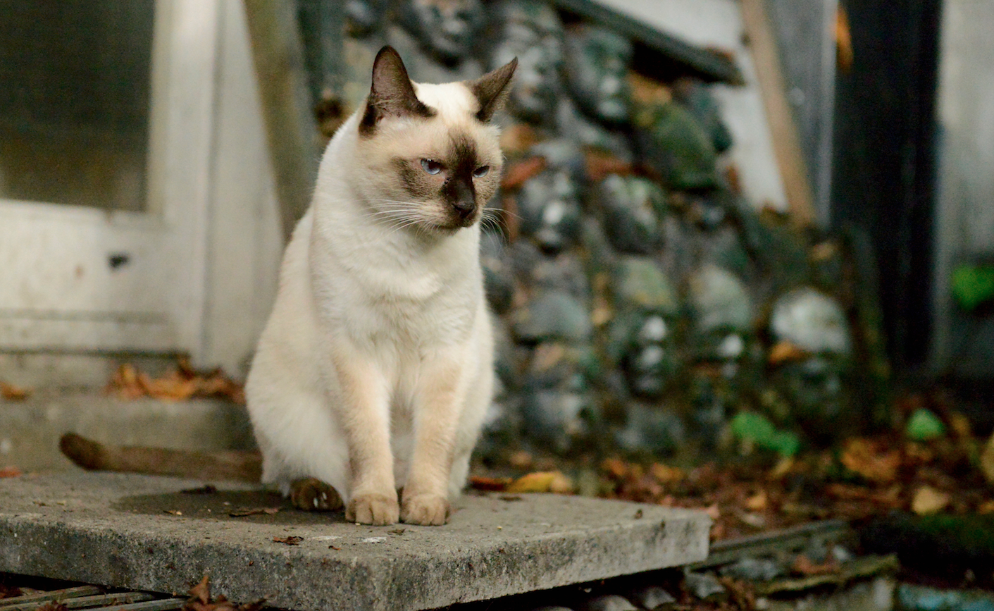 Müggi III >> *25 August 1999, Siamese cat