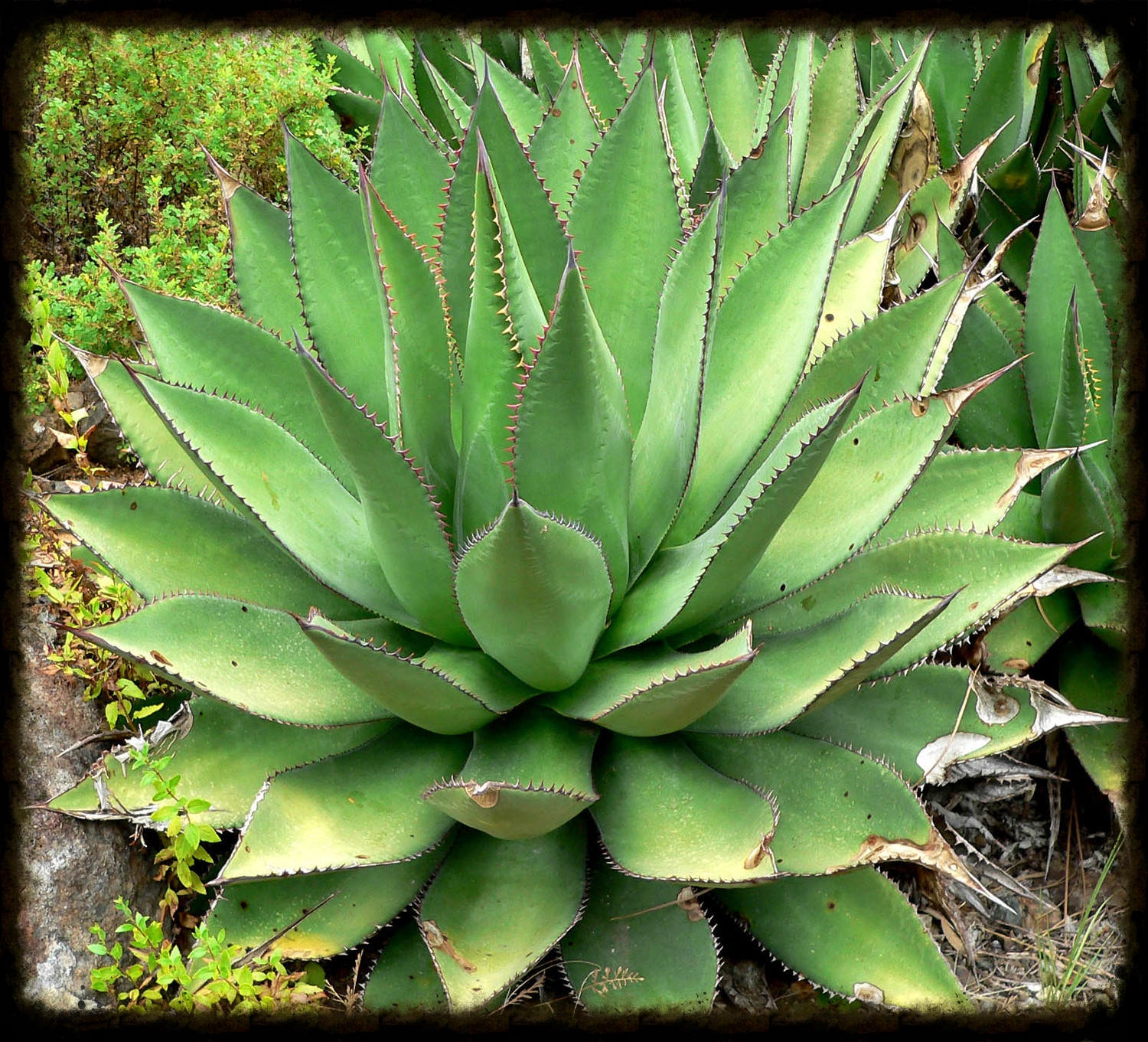Agave plant