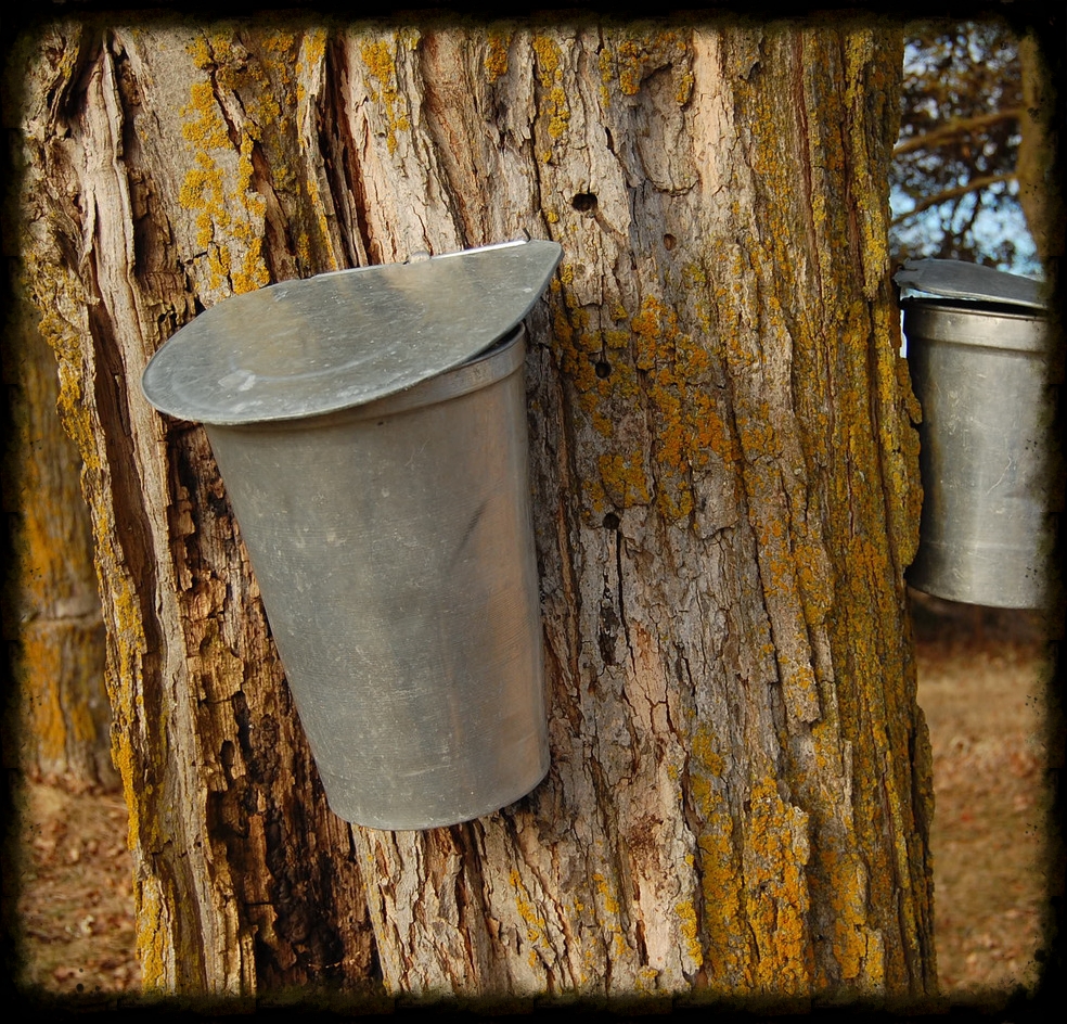 Collection of maple syrup
