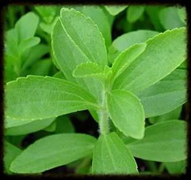 Stevia plant
