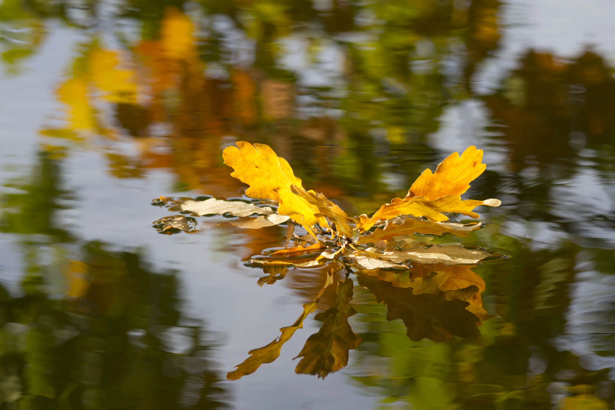 Tři oříšky pro Popelku aneb moc přání a stvoření