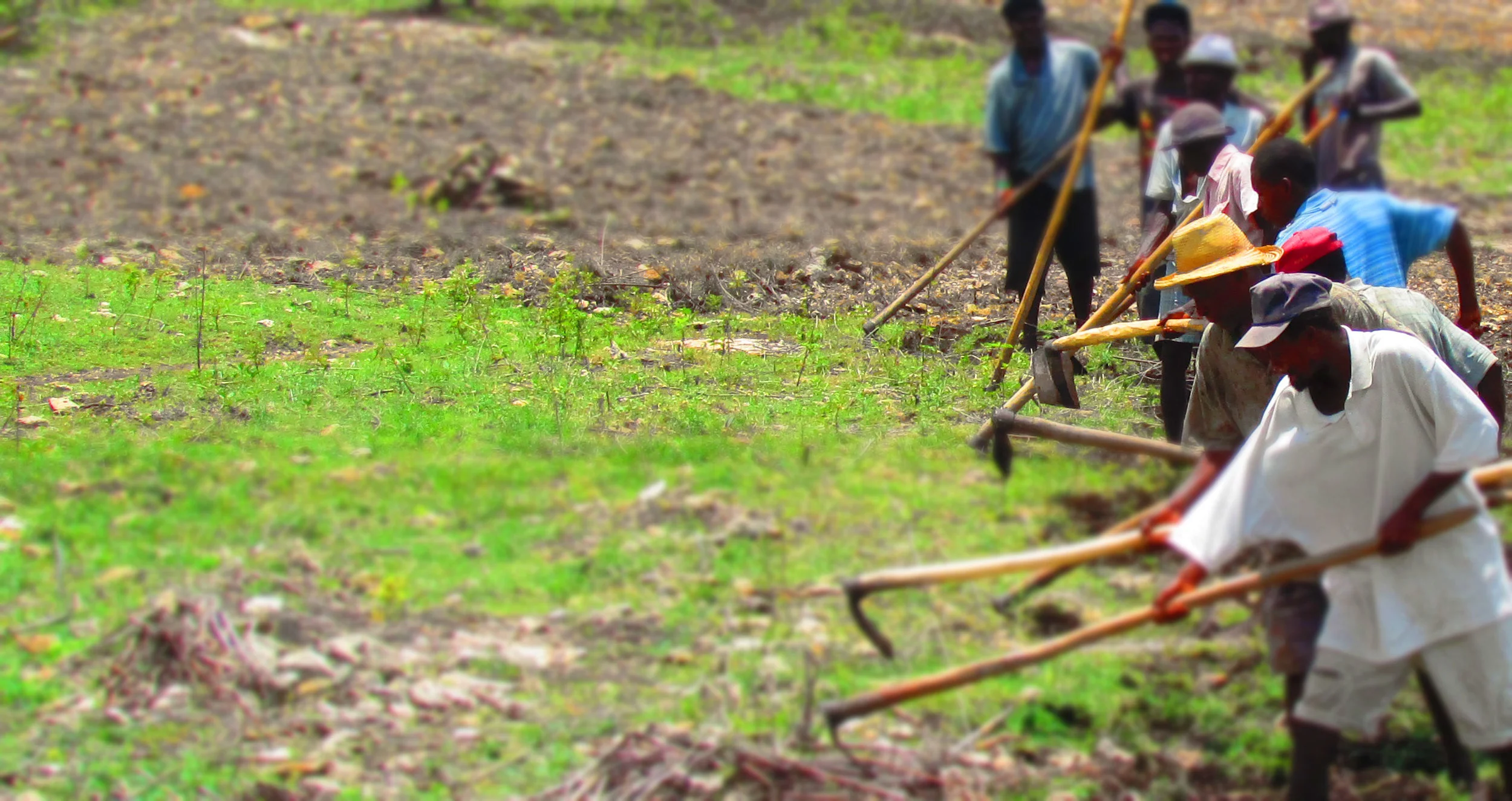 Preparation of parcels of land for plantin