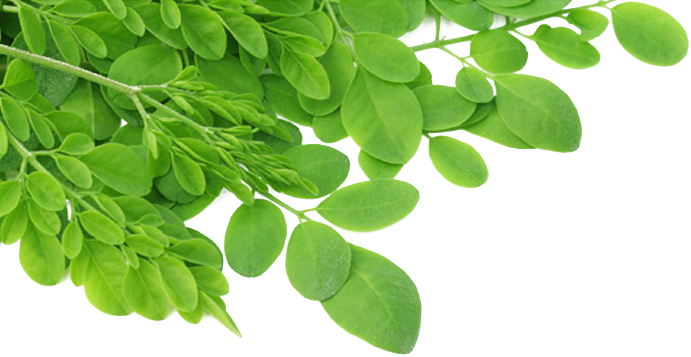 moringa.png