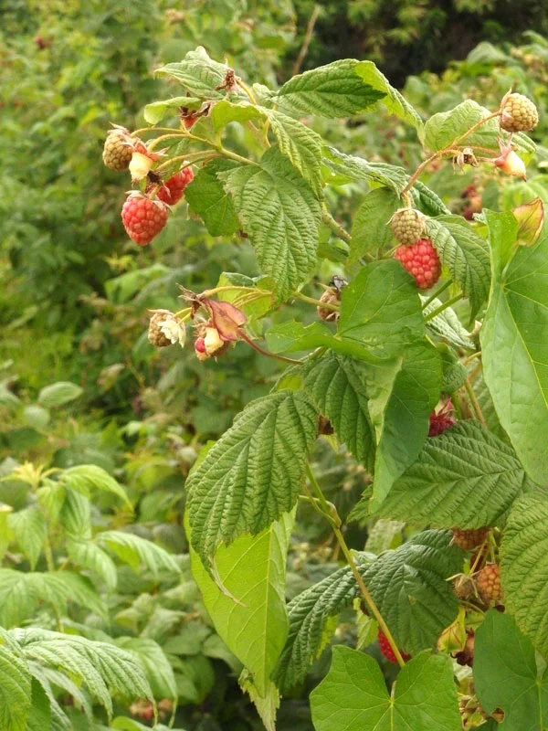 rapsberries fresh from the bush