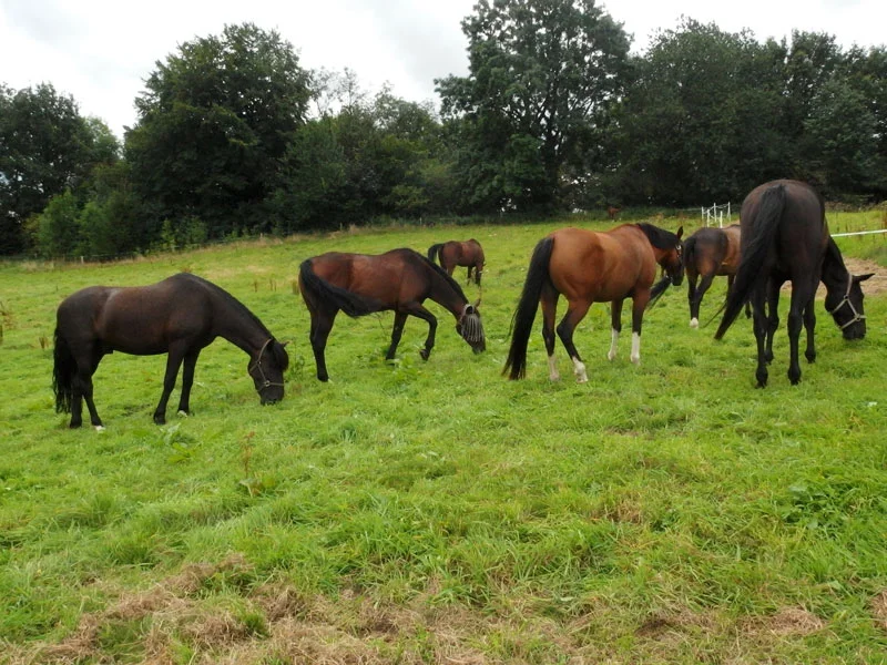 cuddle os horses