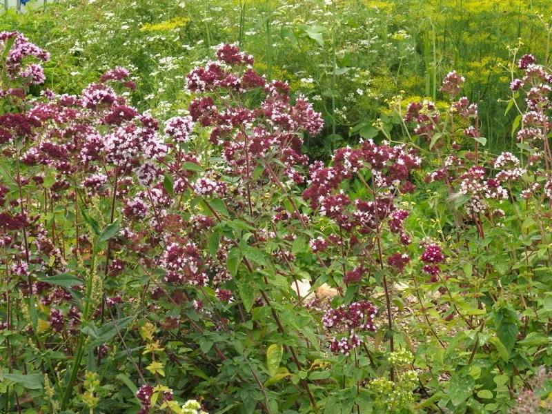 in the herb garden
