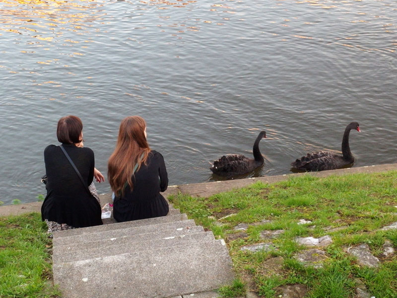 we even saw two black swans on the river