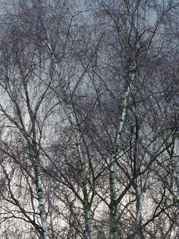 25122014 141/365