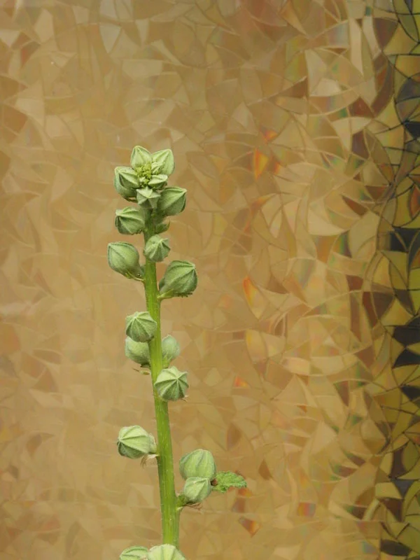 20062015 314/365