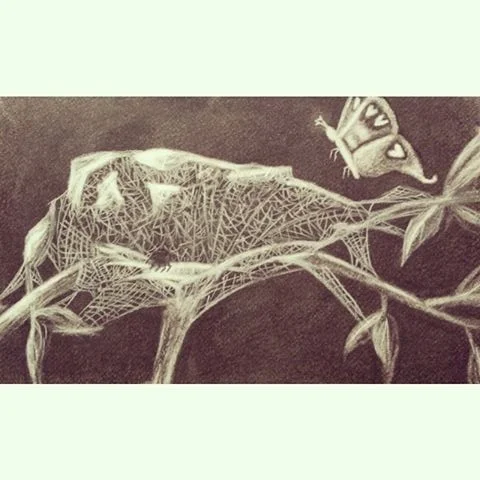 drawing by Colleen Baxter