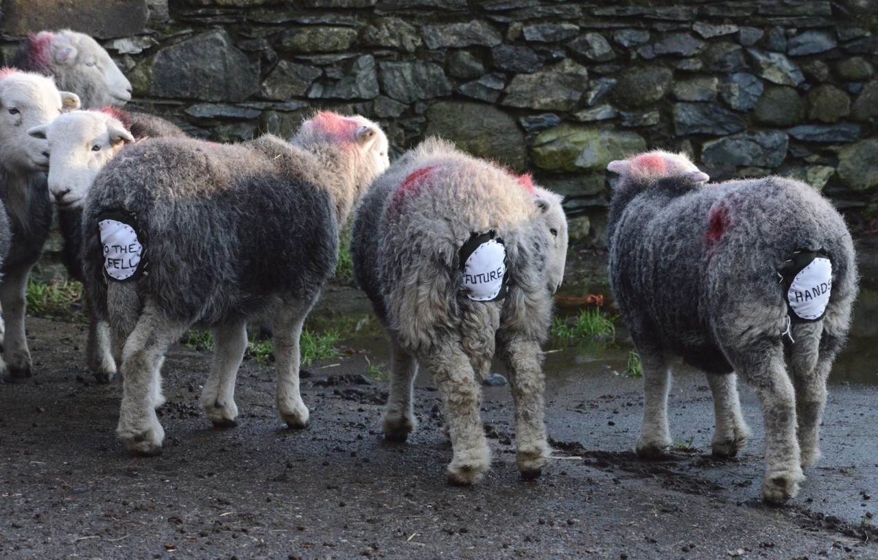 thumbnail_clouted sheep in yard.jpg