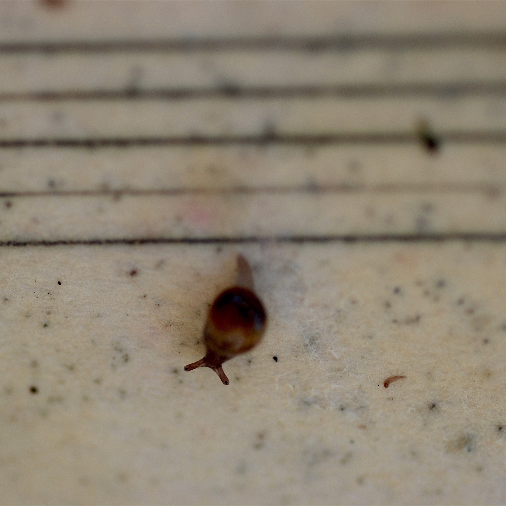 L%27estate%2C+8.+movement%2C+snail+in+motion.jpg