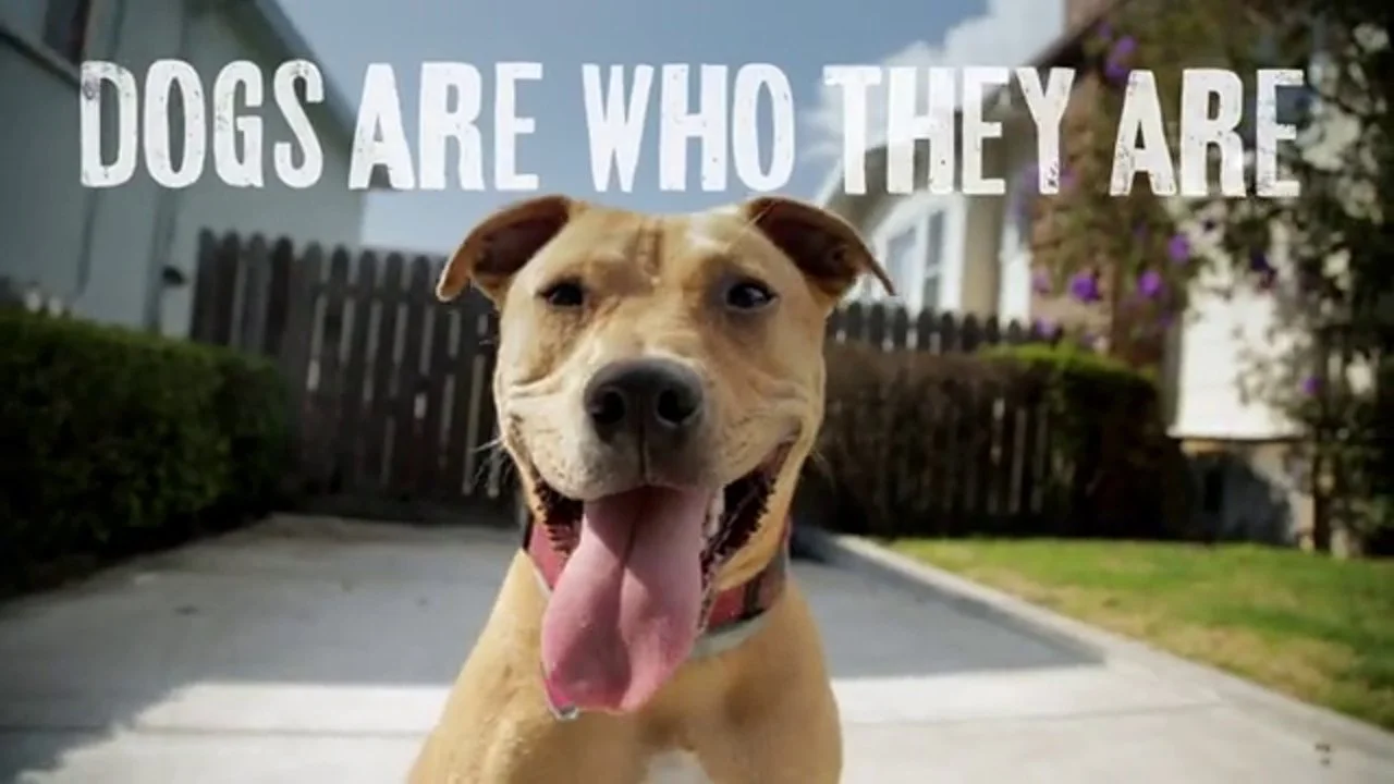 Purina - The Real Dogs