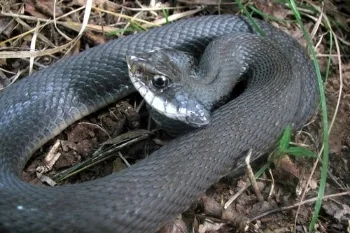Turtle-nosed snake. Photo by Dave Emma from paherps.com