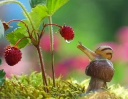 Snail with raspberry.jpg