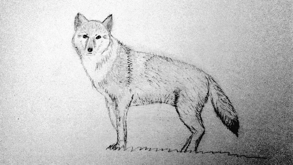 coyote darkened.jpg