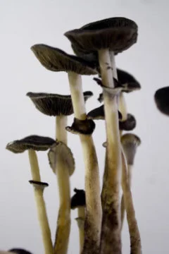 Single dose of 'magic mushrooms' hallucinogen may create lasting personality change