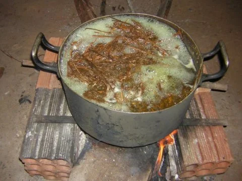 Traditional Amazonian drug linked to improved sense of wellbeing