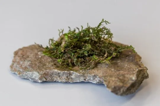 Liverwort could prove to be more medically effective than cannabis