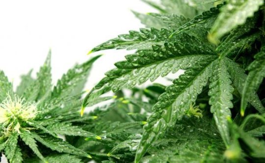 Why Cannabis Stems Inflammation