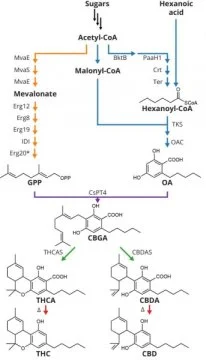 Yeast produce low-cost, high-quality cannabinoids